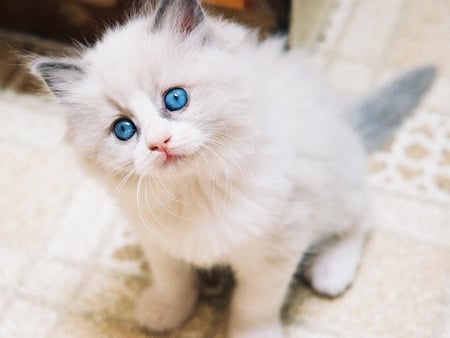 Light blue eyes of cat - animal, cute, kitten, cat, breed