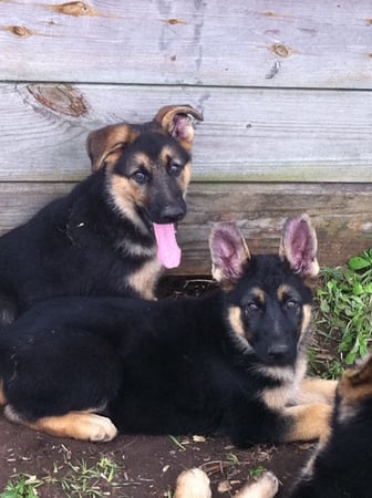 My Dads German Shepherd Pups - dogs, nature, puppies, german shepherd