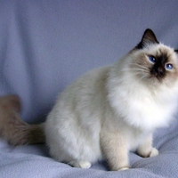 Birman cat