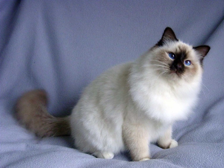 Birman cat - breed, birman, cat, animal, cute, kitten