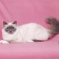 Birman cat on pink blanket