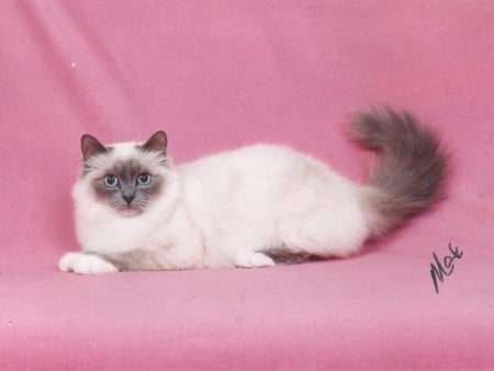 Birman cat on pink blanket