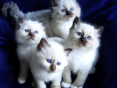 Kittens are ready for the action - breed, cat, animal, cute, kitten