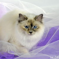 Birman cat breed