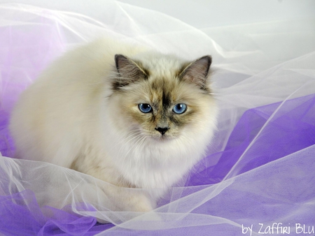 Birman cat breed - birman, animal, kitten, cute, breed, cat