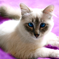 Purple eyes of birman kitten