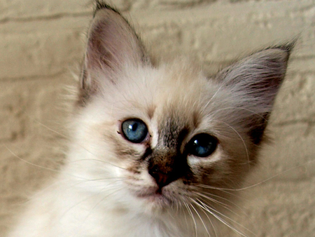 Watch of birman kitten - birman, animal, kitten, cute, breed, cat