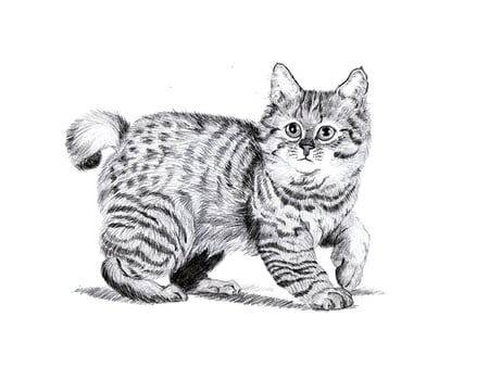 Painting of bobtail cat - animal, cute, bobtail, kitten, cat, breed, drawing