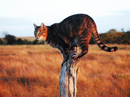 Cat is watching the environment - animal, kitten, cute, breed, cat