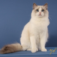 Pretty ragdoll kitten