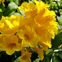 Lovely flowers