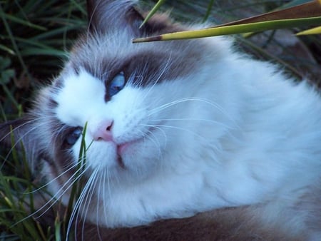 Ragdoll cat outdoor - animal, cute, kitten, cat, breed, ragdoll