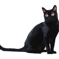 Bombay cat