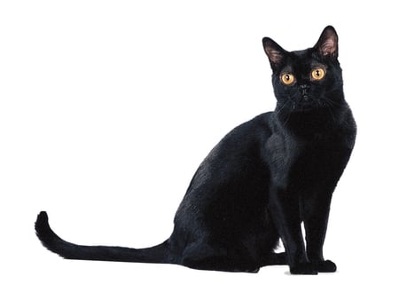 Bombay cat - animal, kitten, bombay, cute, breed, cat