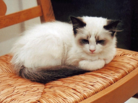 Pet on the chair - animal, cute, kitten, cat, breed, chair