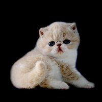 Kitten of shorthair persian