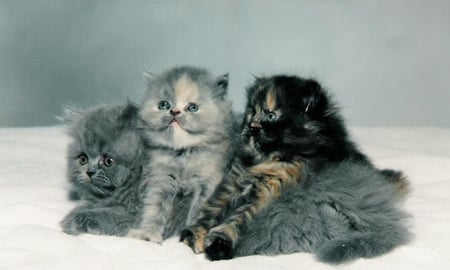 Persian kittens - persian, animal, kitten, cute, breed, cat