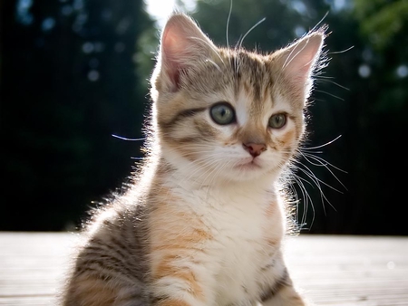 The kitten is posing - breed, cat, animal, cute, kitten