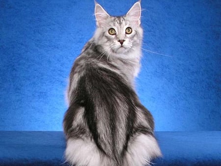 Pretty maine coon cat - animal, kitten, maine coon, cute, breed, cat