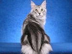 Pretty maine coon cat