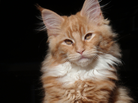 Maine coon serious - breed, cat, maine coon, animal, cute, kitten