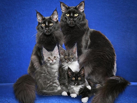 Maine coon family - animal, kitten, maine coon, cute, breed, cat