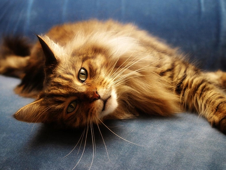 Maine coon cat relaxing - animal, maine coon, lazy, cute, kitten, cat, breed