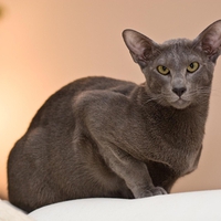 Grey cat