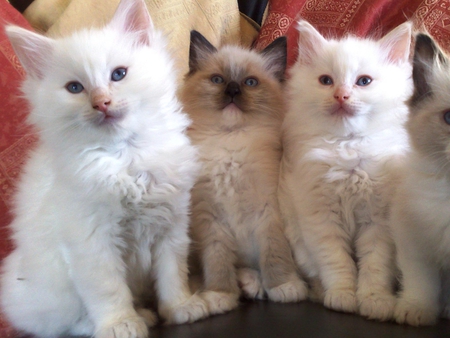 Ragdoll kittens - animal, kitten, cute, breed, ragdoll, cat