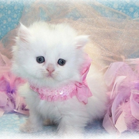 baby of persian cat