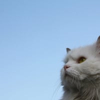 Persian cat, by Analyzer Cro