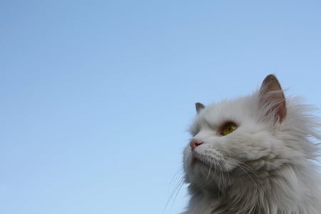 Persian cat, by Analyzer Cro - persian, animal, kitten, cute, cat