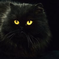 Lovely black persian cat