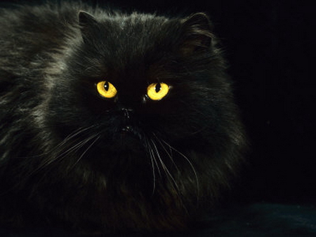 Lovely black persian cat - animal, cute, cat, kitten