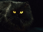 Lovely black persian cat