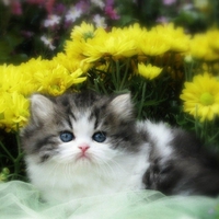 Lovely persian cat