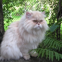 Persian chubby cat