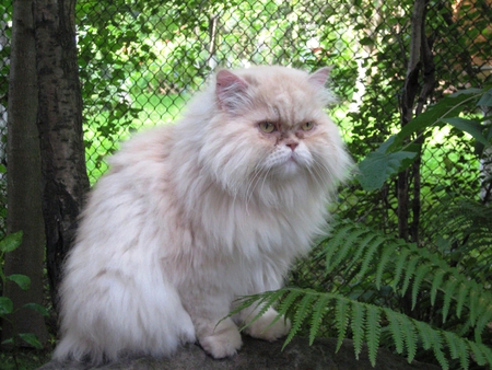 Persian chubby cat - persian, animal, kitten, cute, cat