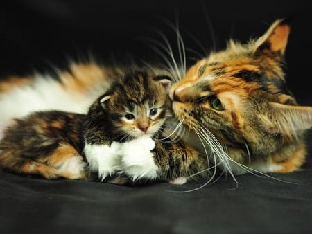 Mother love - mom, animal, kitten, cute, baby, cat