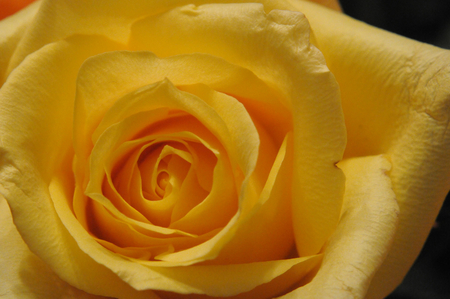 Yellow Rose - yellow, rose, flower, petals