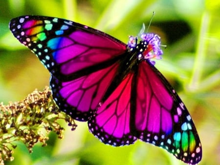 Rainbow Butterfly - pistils, insects, multicolor, wood, flowers, stunning, widescreen, spectacle, rainbow, garden, macro, plants, nice, beije, close-up, delicate, beauty, colors, natural, wildflowers, nature, picture, wings, green, butterfly, animals, yellow, blue, amazing, delicacy, photo, leaves, forests, purple, red, view, grove, butterflyes, violet, force of nature, branches, image, beautiful, photography, cool, black, colorful, awesome, breathtaking, multi-coloured, spectacular, leaf, foliage