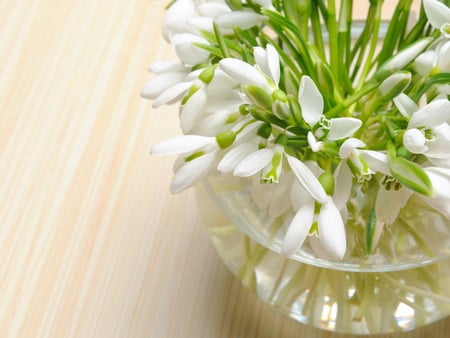 Snowdrops Loveâ™¥ - sunshine, fashion, snowdrops, shine, spring, entertainment, bright, nature, white, forever, floral, green, flowers, flower, crystal bowl