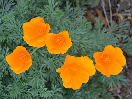 BUTTERCUPS - flowers, buttercups, yellow, pretty