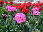 GERANIUMS