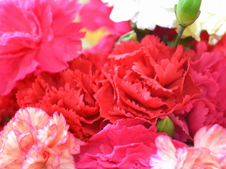 CARNATIONS - flowers, carnations, pink, red