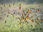 FLOWER WEEDS