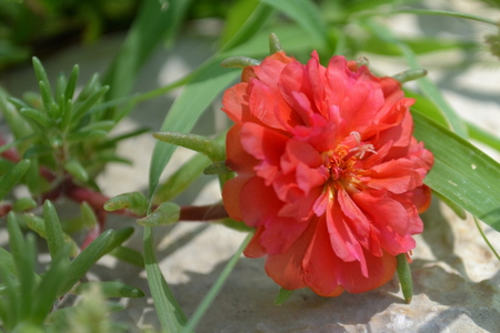 SUCCULENT FLOWER - succulent, pretty, flower, pink