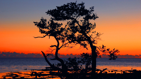 solitaire tree on the sea HDR - sky, beautiful, seascape, tree, sunset, sea