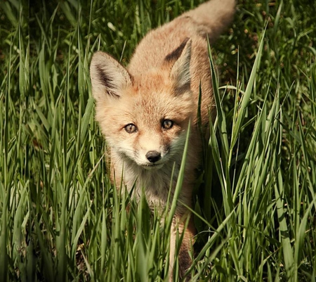 sweet red fox - nature, fox, cute, little, grass, wild