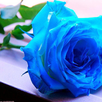 A Blue Rose